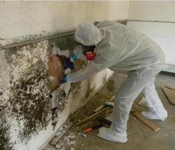 A technician cleans a large mold infestation from a wall.